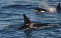 Orka's!