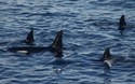 Orka's!