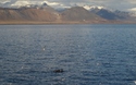 Orka's met achtergrond