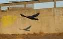 Raaf (urban)