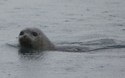 Zeehond in J&ouml;kuls&aacute;rl&oacute;n