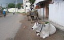 Koe