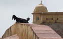 Amber Fort