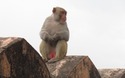 Jaigarh Fort: aapjes