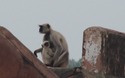 Jaigarh Fort: aapjes