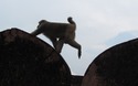 Jaigarh Fort: aapjes