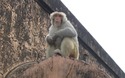 Jaigarh Fort: aapjes
