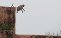 Jaigarh Fort: aapjes