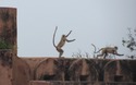 Jaigarh Fort: aapjes