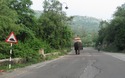 Olifant