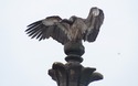 Jehangir Mahal: vogel
