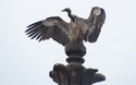 ...verdorie! t'Is een echte vogel!