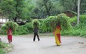 Gras dragen