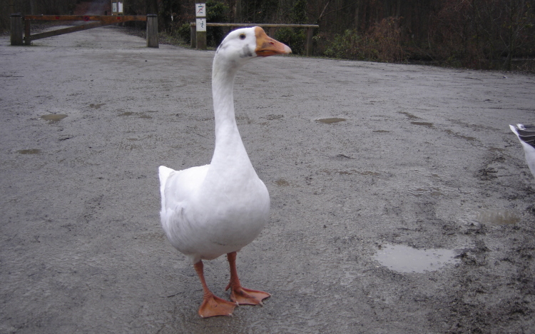 Gans