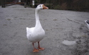 Gans