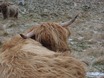 Harig en gehoornd
