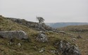 Magnificent Tree