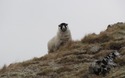 Schaap met oorbellen
