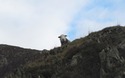 Schaap