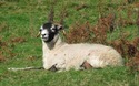 Schaap