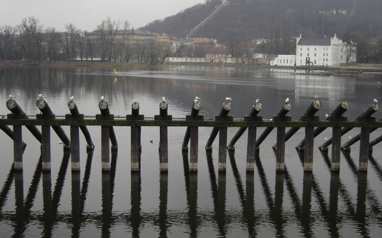 Vogels