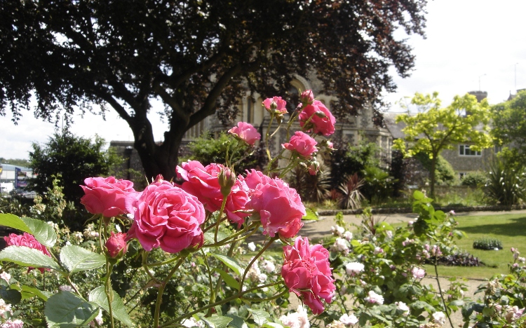 Rose Garden