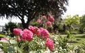 Rose Garden