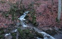 Skipton Woods