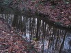 Skipton Woods
