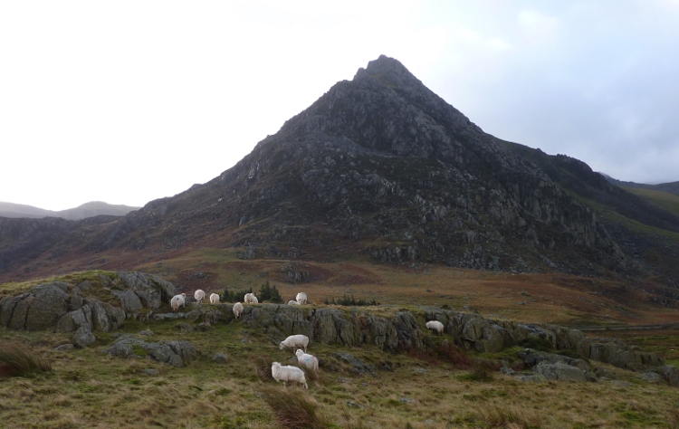 Schapen