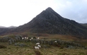 Schapen