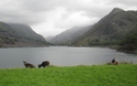 Llyn Peris met geiten