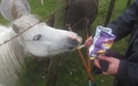 ...lusten ze chips?