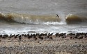 Spurn Head vogels