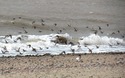 Spurn Head vogels