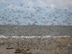 Spurn Head vogels