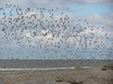 Spurn Head vogels
