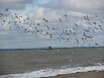 Spurn Head vogels