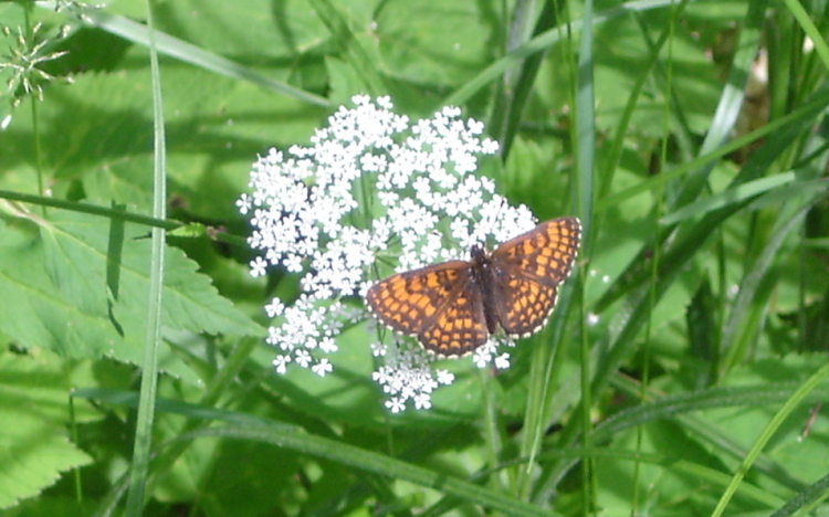 Vlinder