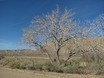 Cottonwood Canyon Road