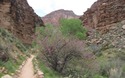 Indian Garden