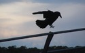 Vogel