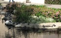 Caltech schildpadden
