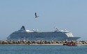 Pelikaan met cruiseschip