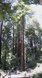 Muir Woods