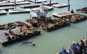 Pier 39 zeeleeuwen