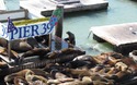 Uit het water springende zeeleeuw