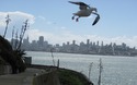 Western Gull