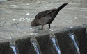 Yerba Buena Gardens