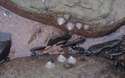 Saltwick Bay